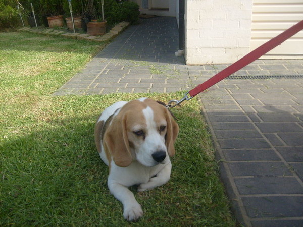Jessie getting ready for her walk
