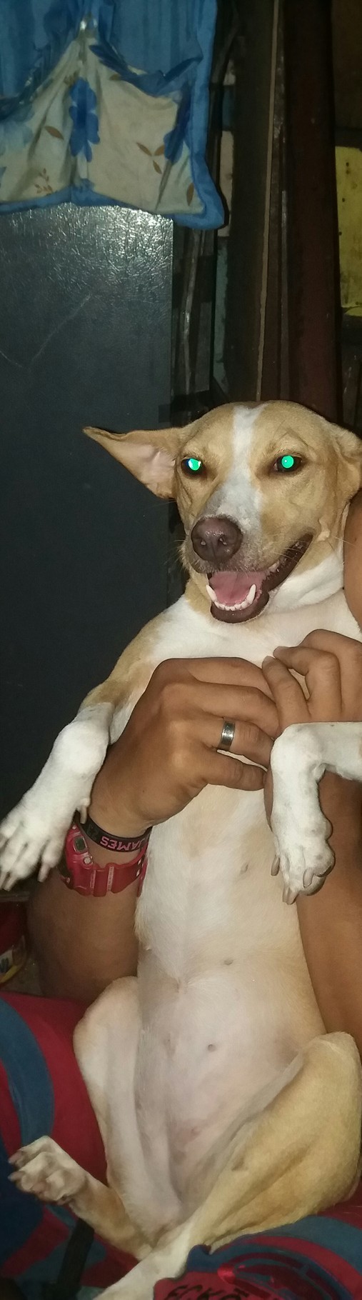Luzviminda Anne Santos Morales, Animal Rescue PH