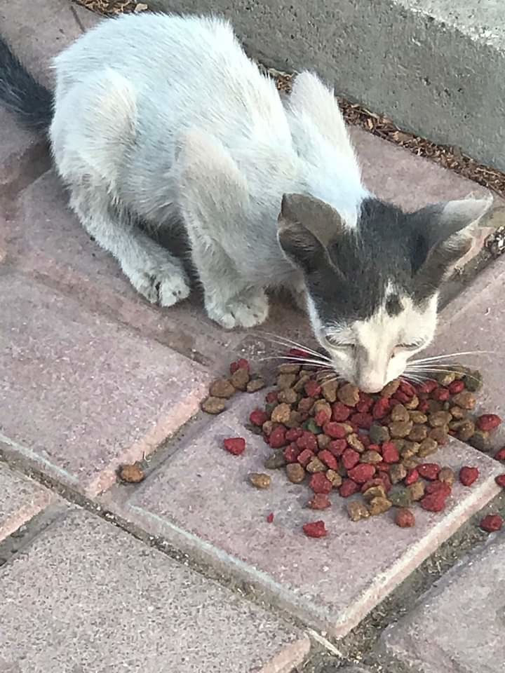 A very skinny cat found seeking any thing to eat just to survive, it's so sad that thousands of stray ones struggle to find food in such a poor country