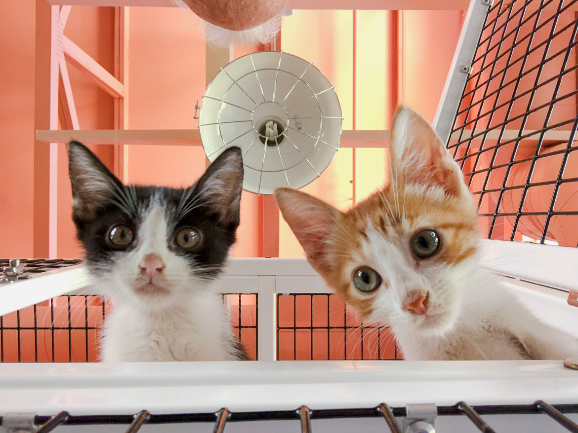 Two kittens looking down from a kennel