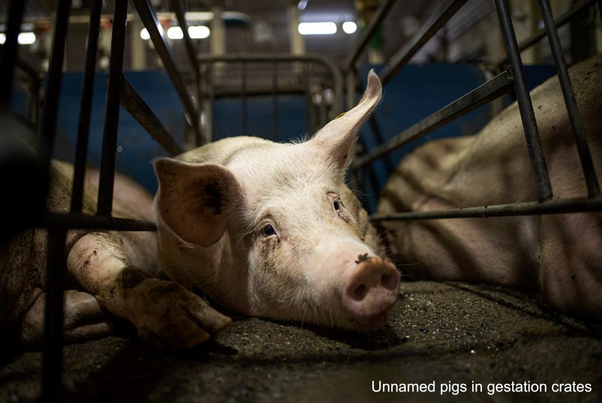 Unnamed pigs in gestation crates