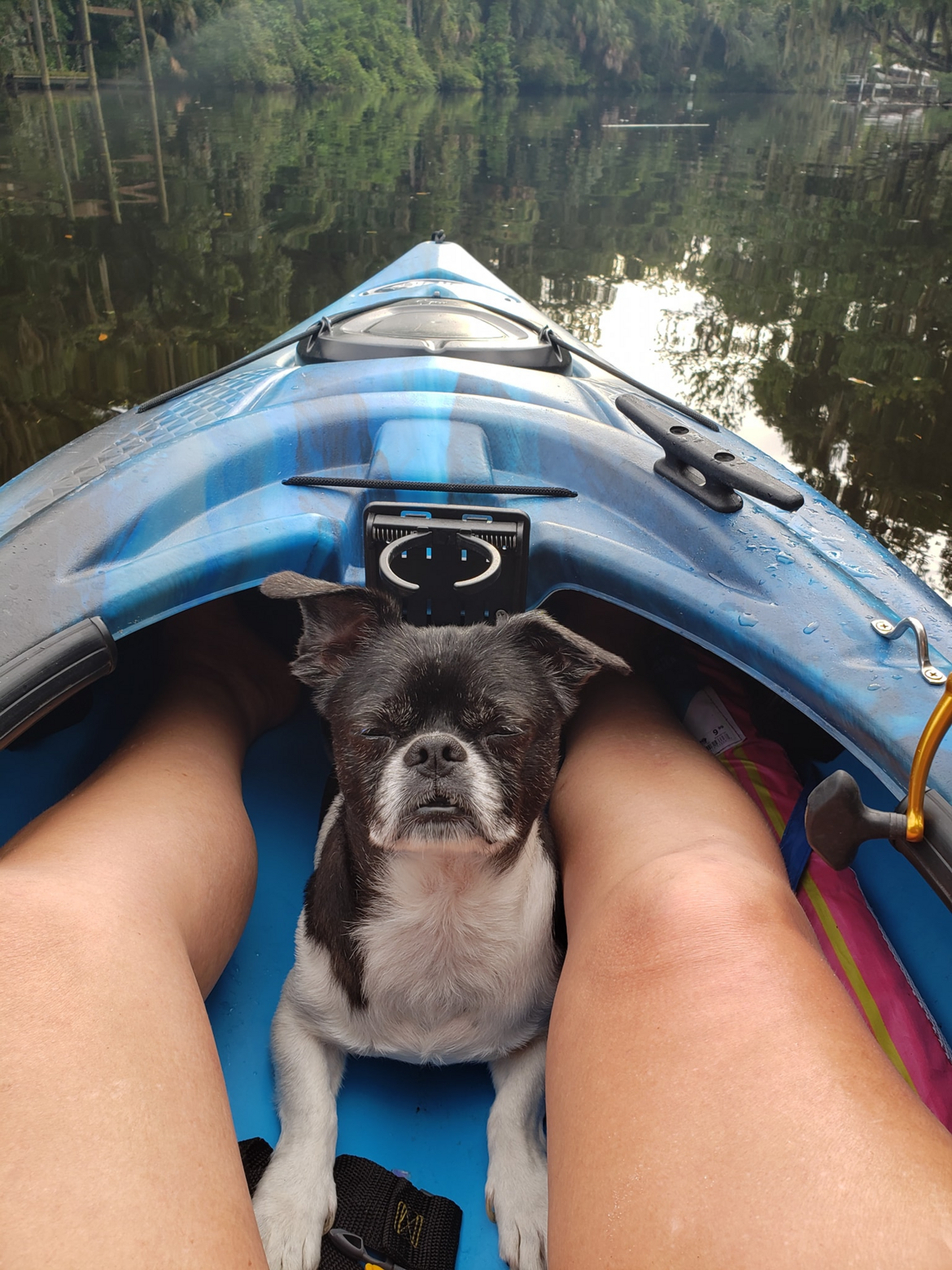 Crystal's son-dog Gizmo, kayaking