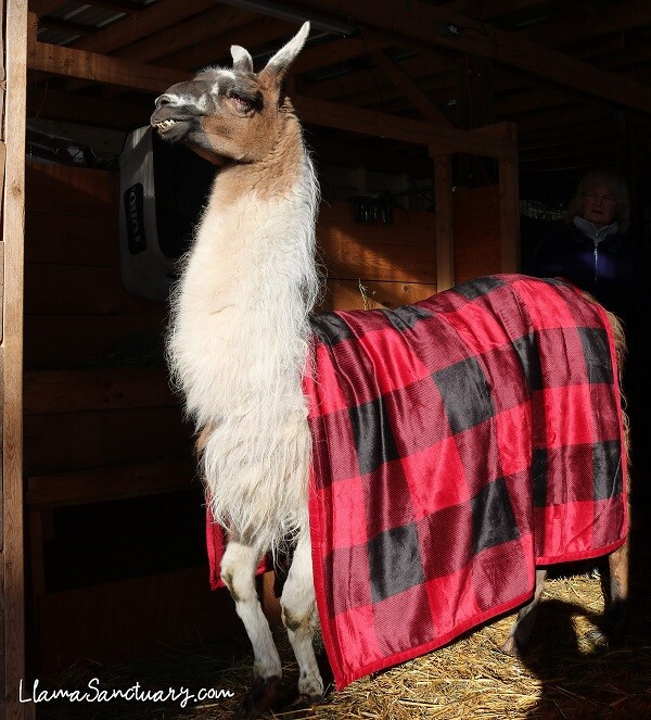 llama in a blanket