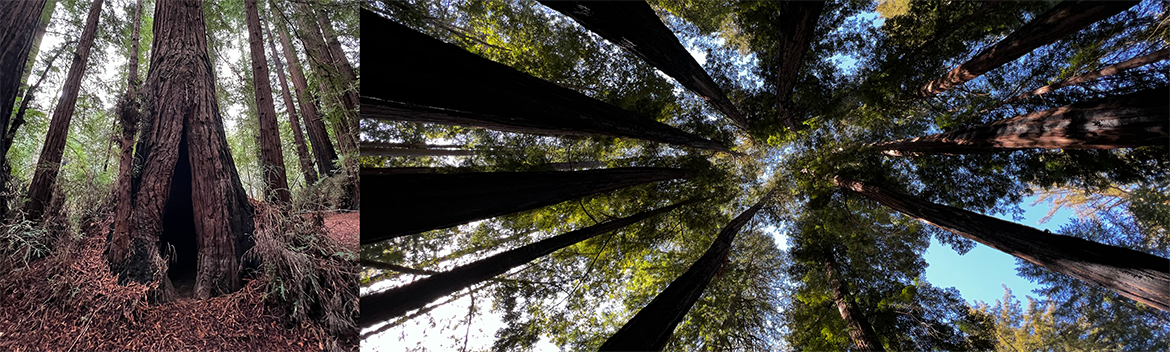 Redwoods in Big Sur, California, pictures by Lee Klinger