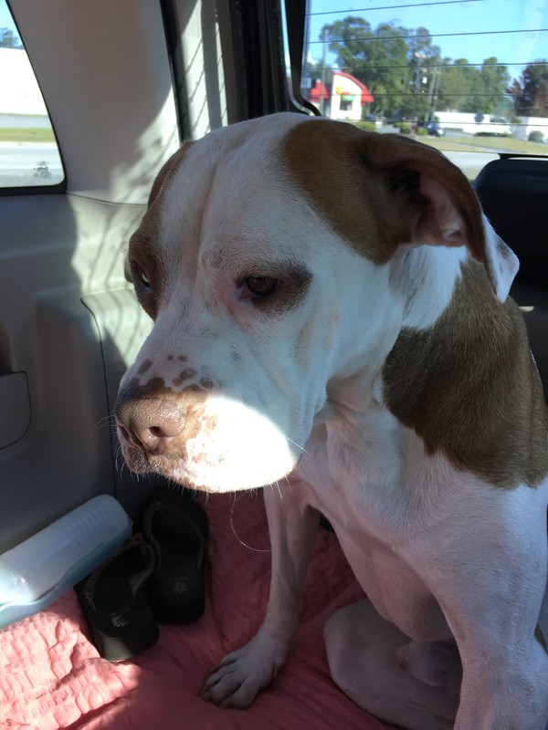 Coming home from the Shelter