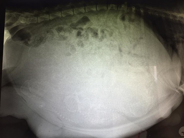Queso X-ray