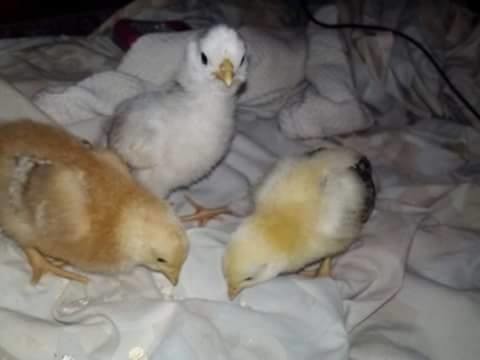 Some of our chicks