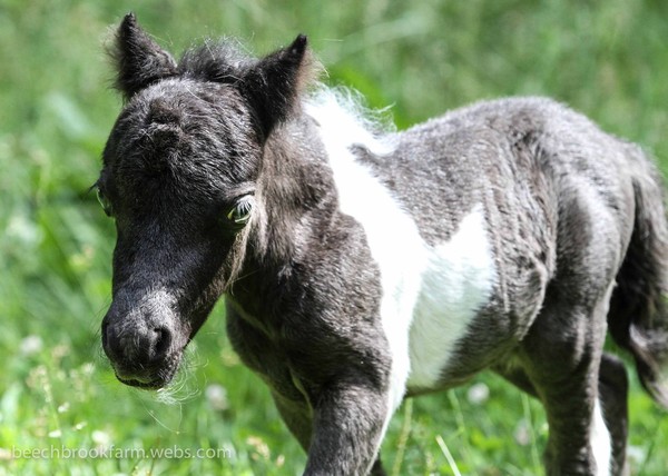 mini colt born June 2014
