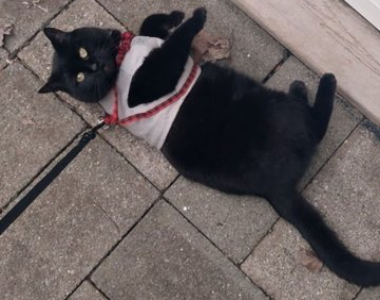 black cat laying on his side on a sidewalk in a grey vest harness with red plaid straps
