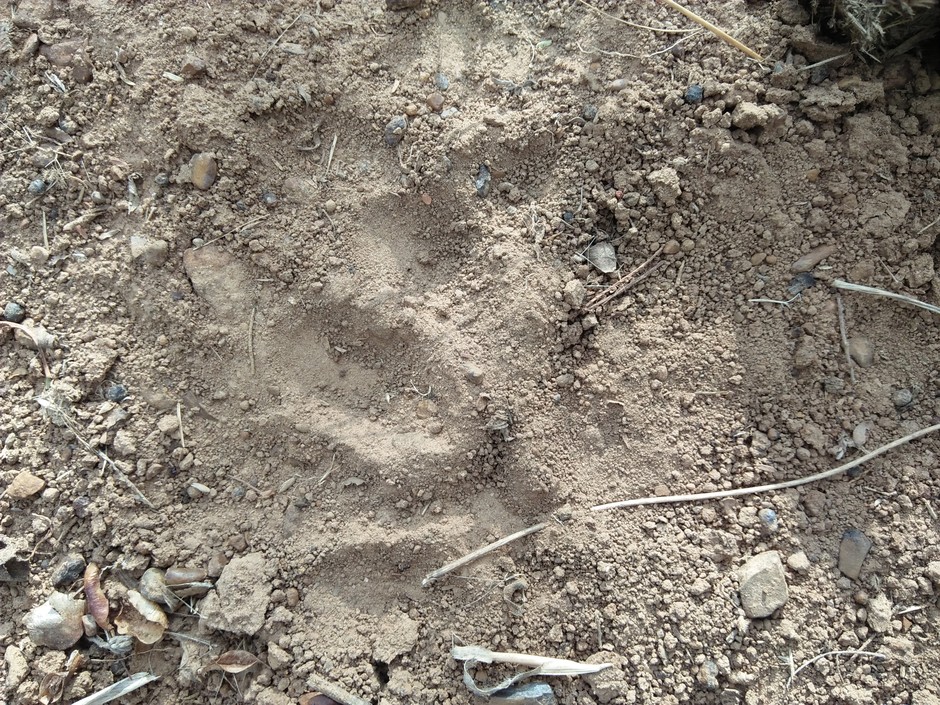 Lion print. Hes huge! We have had many prints!