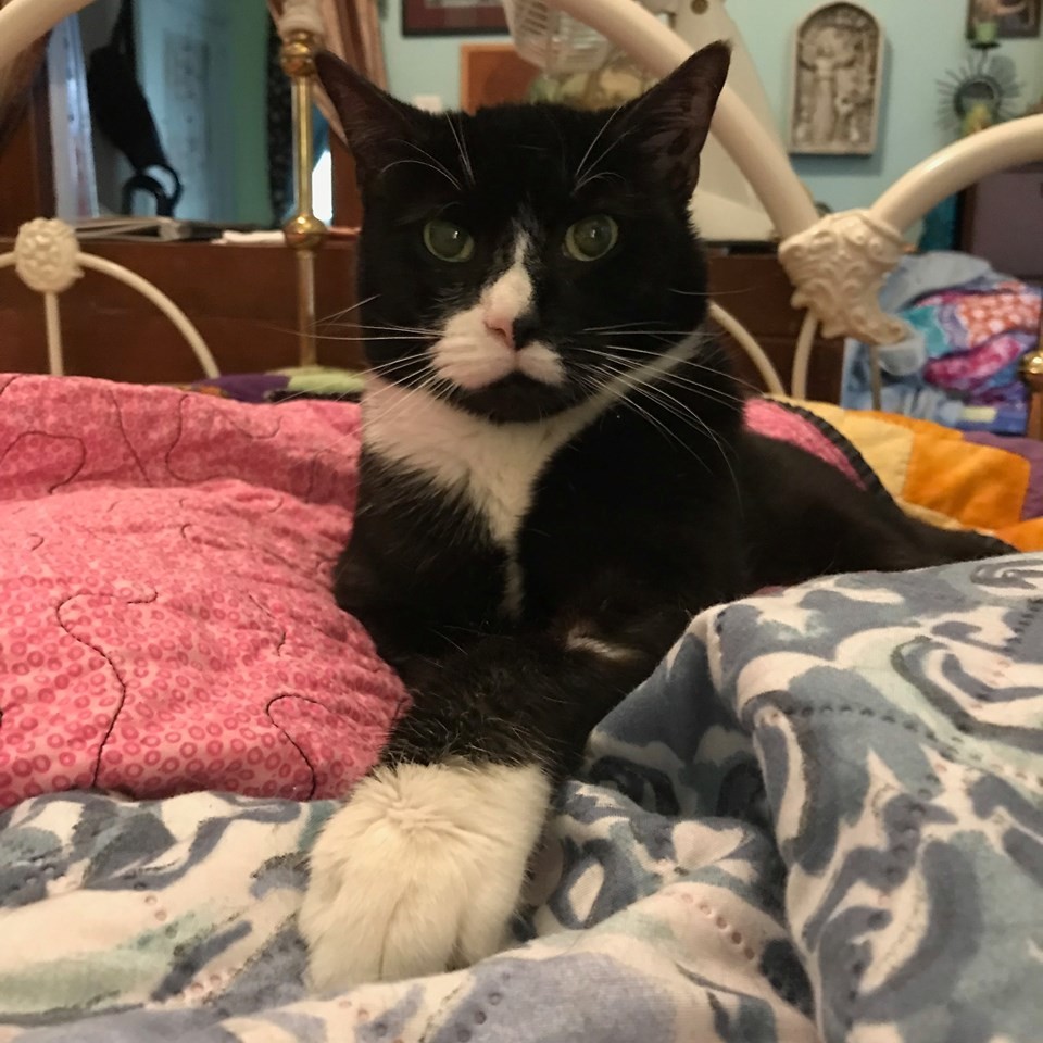 Jeeves, age 12, needs ear surgery