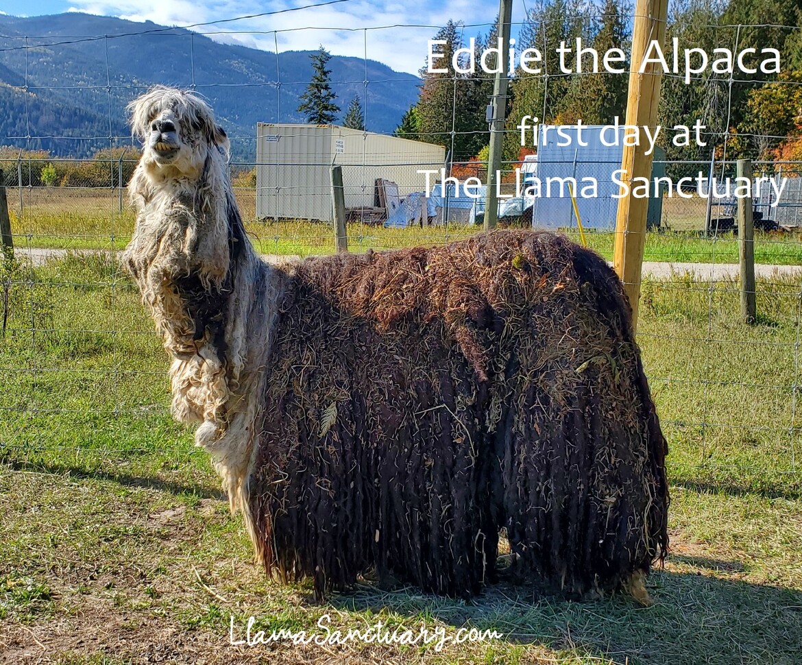 Eddie the Alpaca just arrived in Sanctuary care