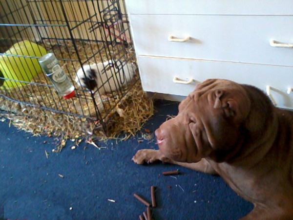Lenny the Shar Pei and George the Guinea Pig