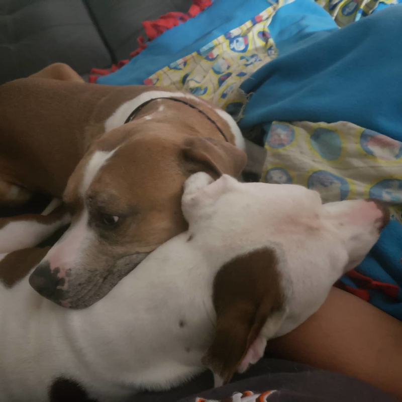 Snuggle Buddies