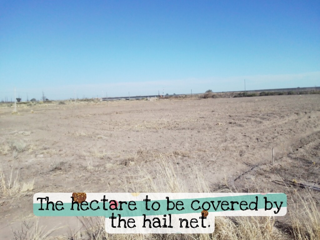 The hectare to be covered by the hail net.