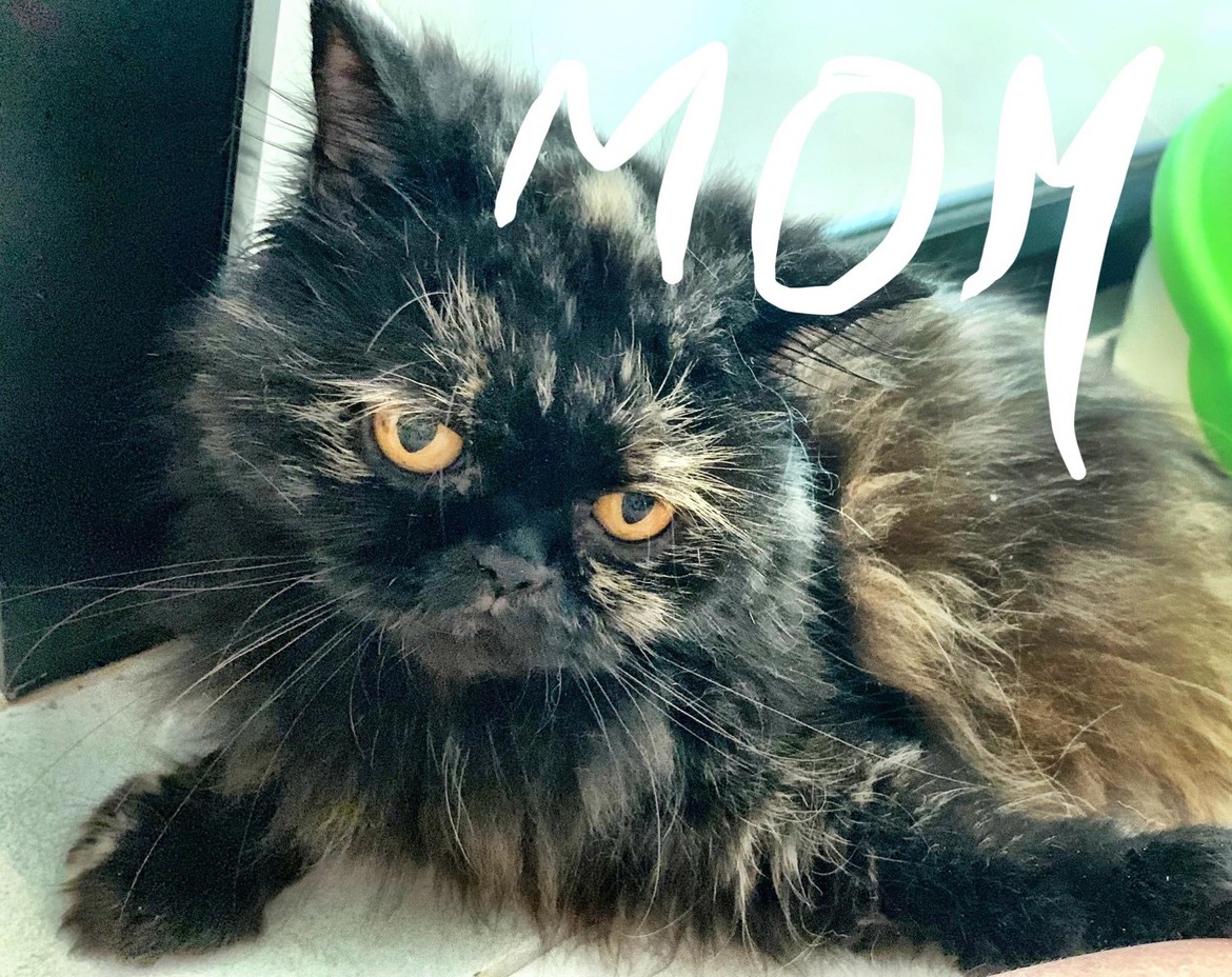 Mama cat