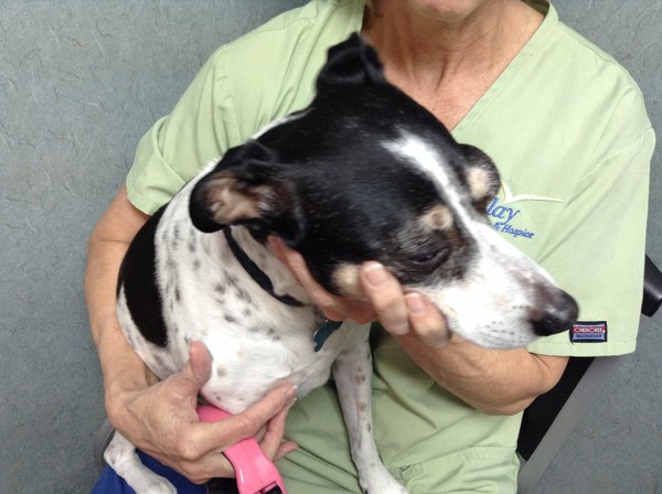 At the vet all swelled up
