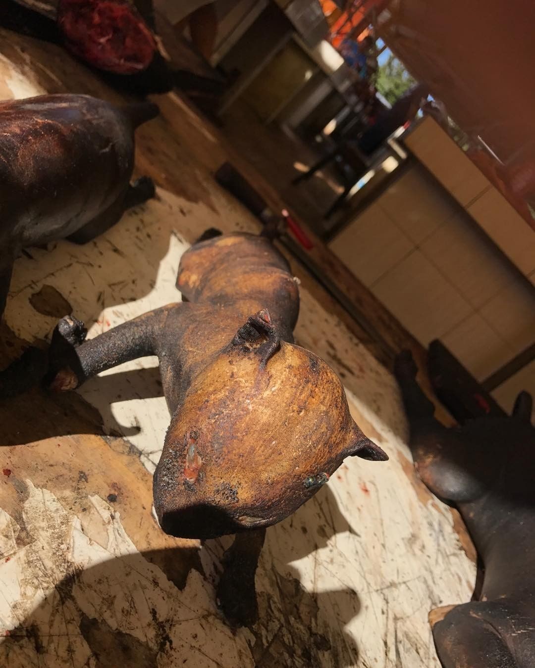 This cat has been burned