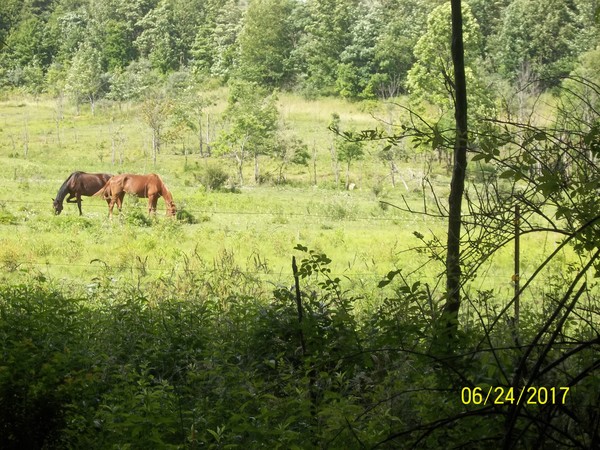 The Nearest Neighbors are Friendly Horses! Quite Beautiful!