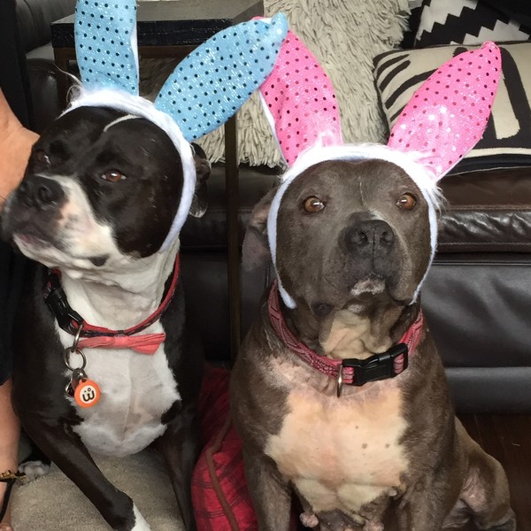 Foster Brother Mack and Sunshine at Easter!