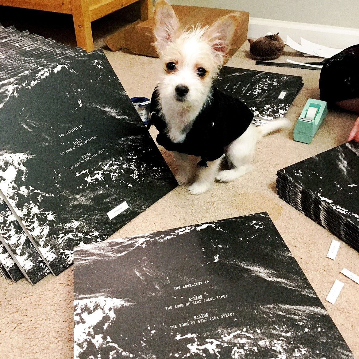 Shirley helping prep LPs