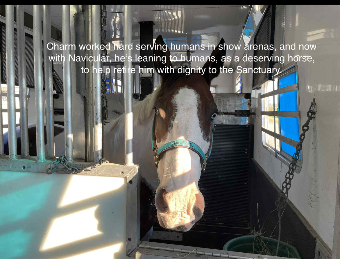 Help Retire child safe socially aware youth champion show horse to retirement sanctuary