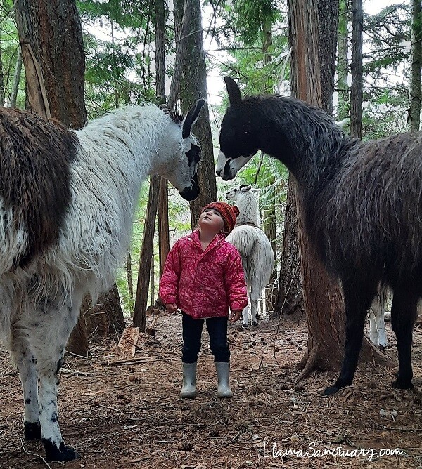 child with llamas in the forest
