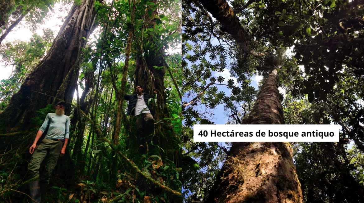 40 Hectareas de bosque Peru Nawa