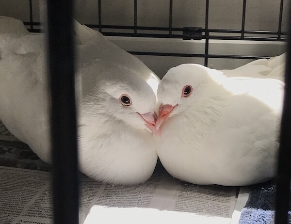Rescued King pigeon couple snuggling