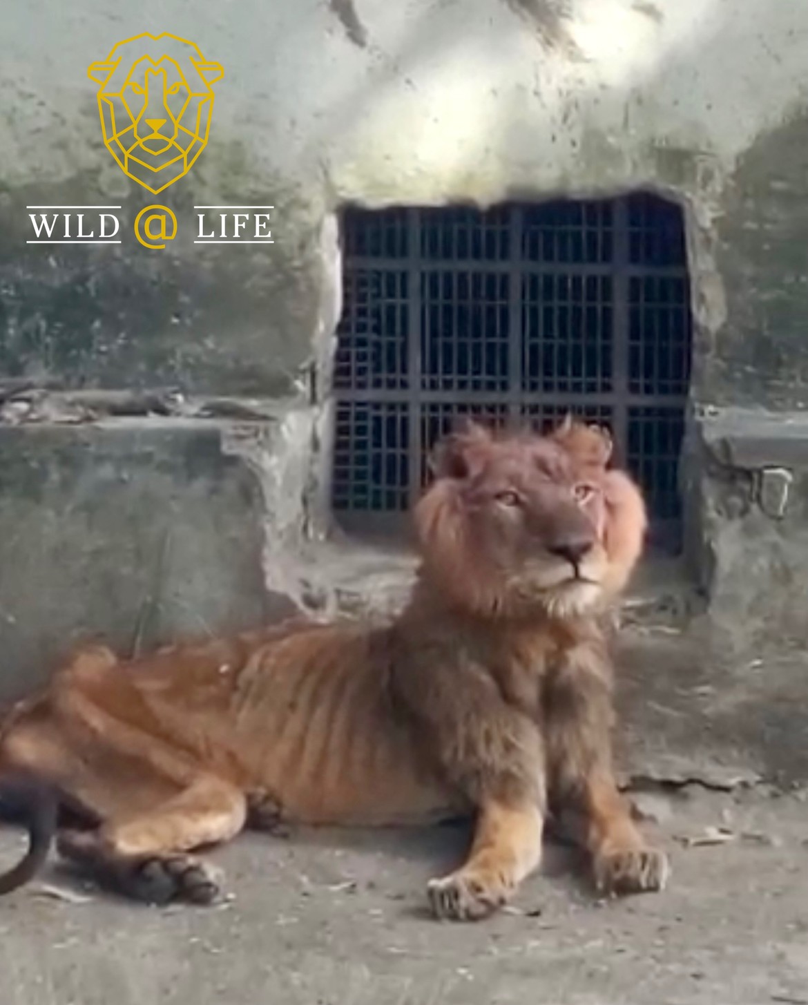 Help Shadow the Lion and other Animals starved at a Zoo in Kaduna, Nigeria.  by Wild@Life .