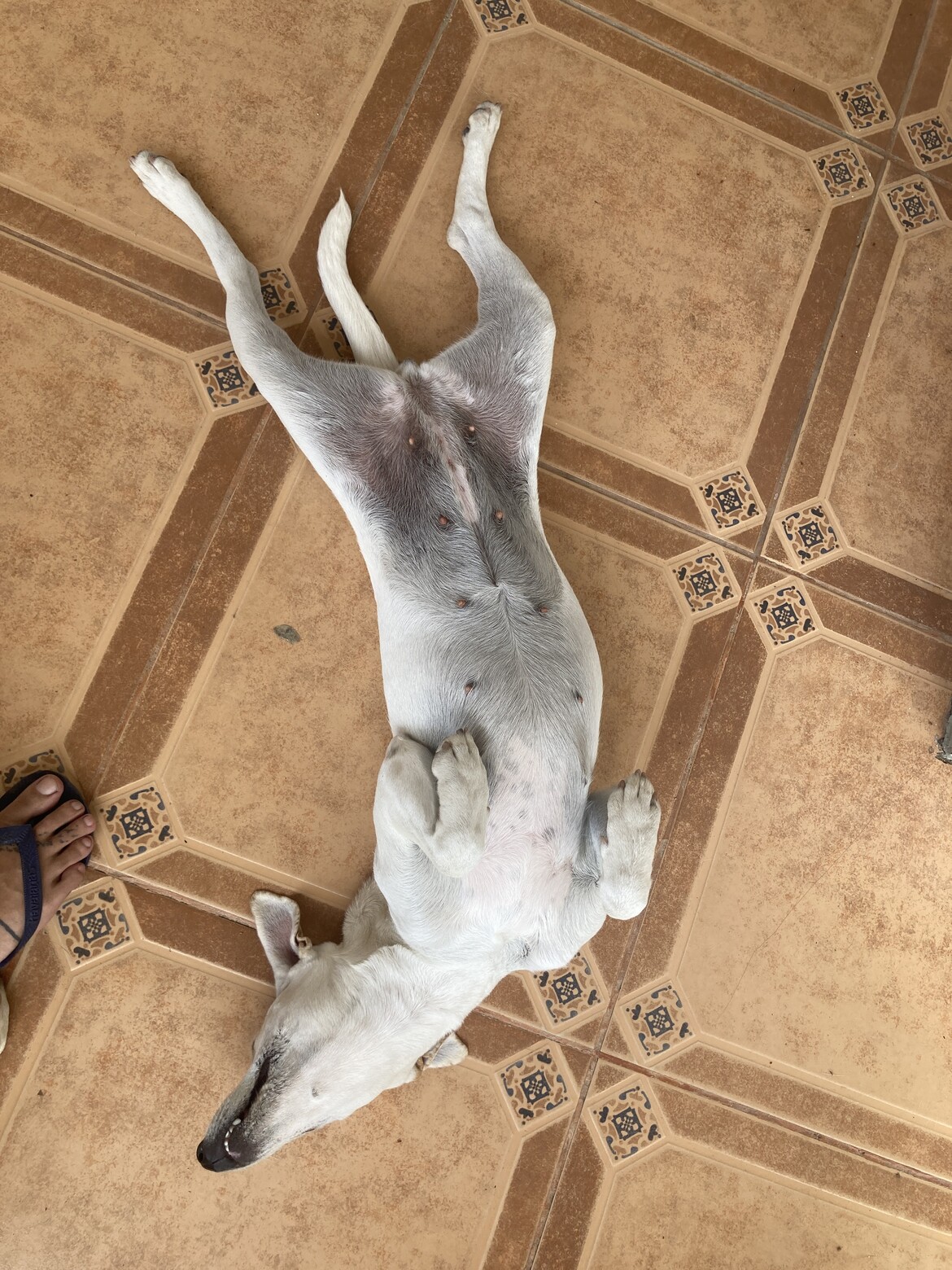 Maya, she came to us with an infectious fungal infection and because of it was going to be put to sleep by the previous owner. We treated her and gave her a second life.