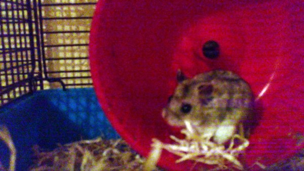 Titch - our dwarf hamster