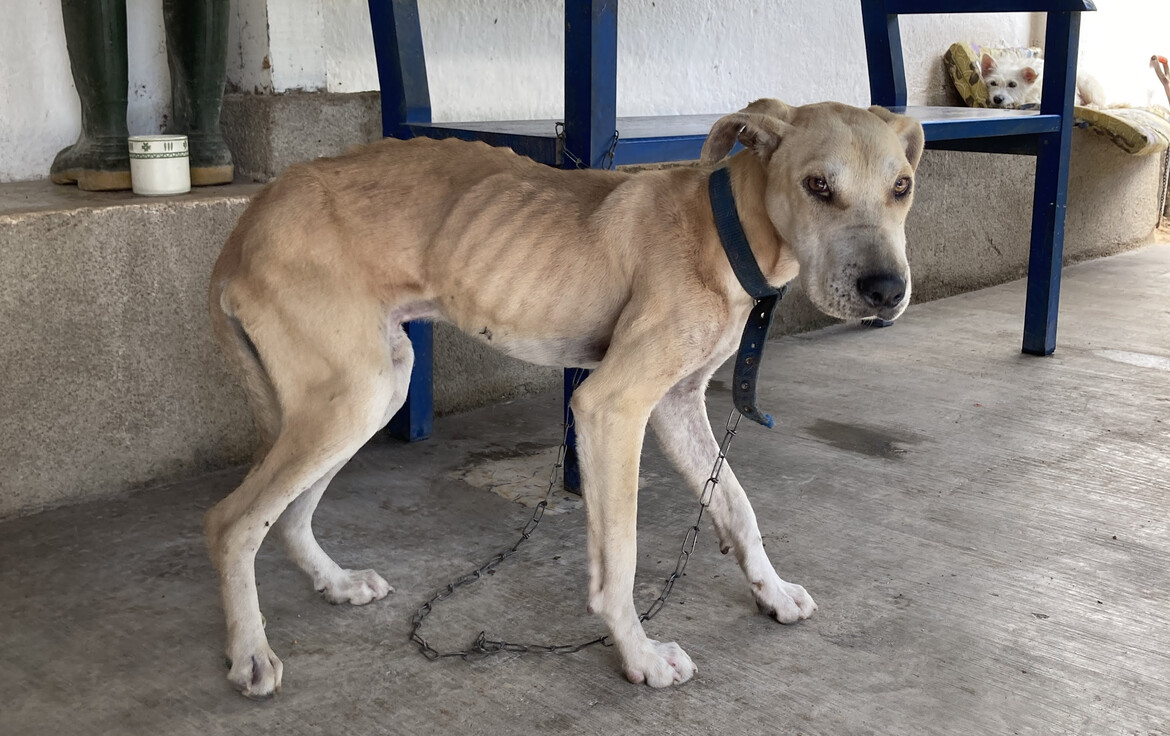 Nino, who developed seizures shortly after we started taking care of him. He did quite well for a couple of months on anti-seizure medication. Nino turned into a muscular dog before his convulsions got uncontrollable by medication.