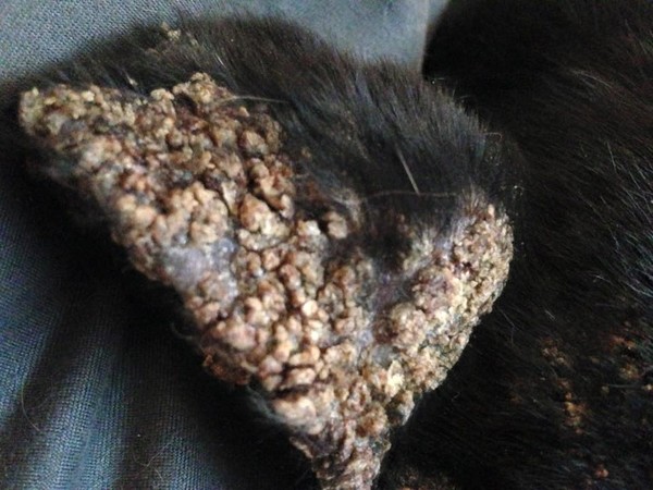 The inside of Shadow's ear which is normally black and glossy.