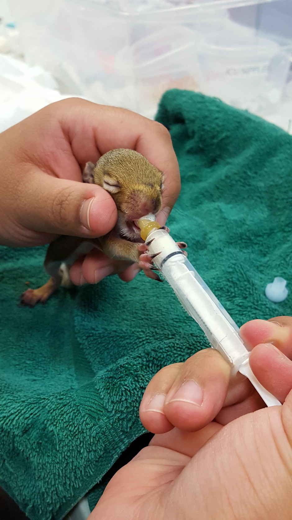 Baby squirrel being fed at Wildlife Center