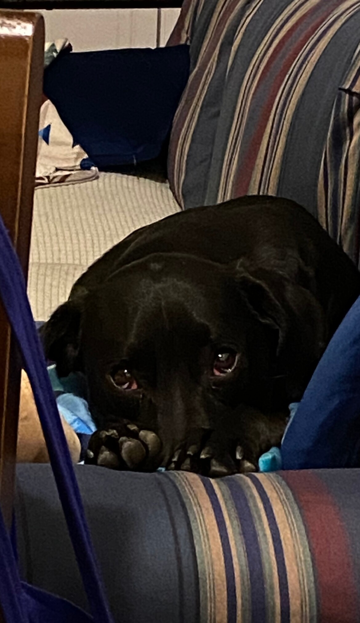 The eyes