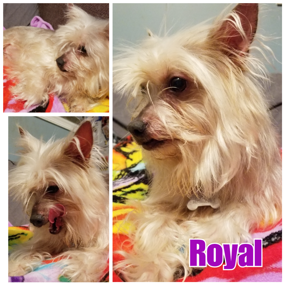 Royal after a few days in foster