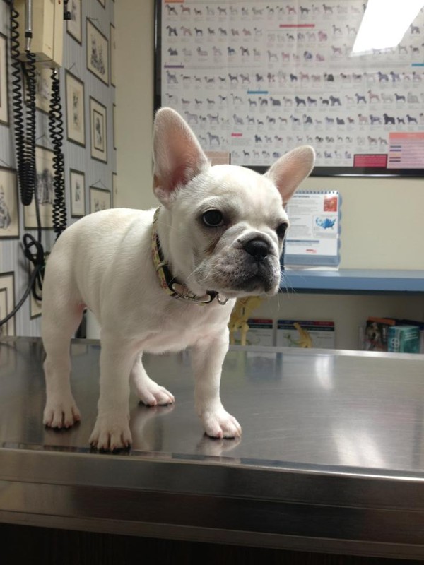 The vet takes really good care of me!