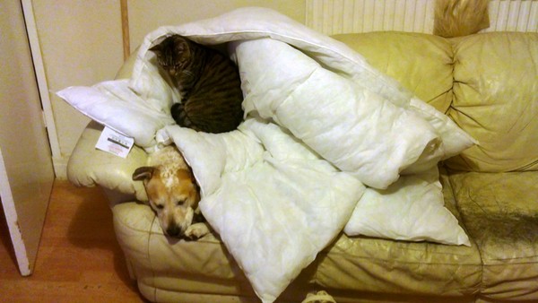 The dogs' and cats' idea of bunk beds!