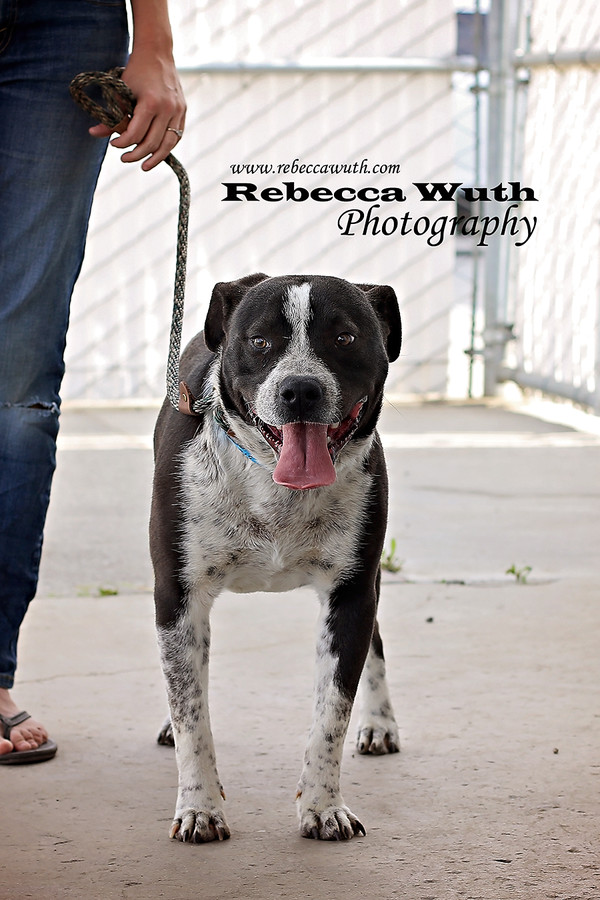 Nelson needs the Mutt Militia! by Marley's Mutts Dog Rescue