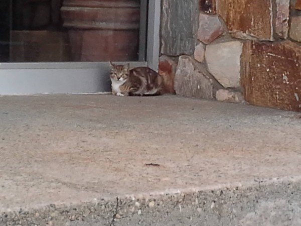 Feral cat in Gordon Heights, where we will add shelters