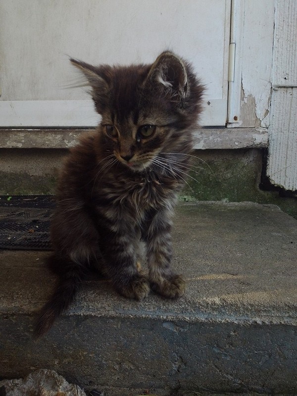 The only long-haired stripe kitten