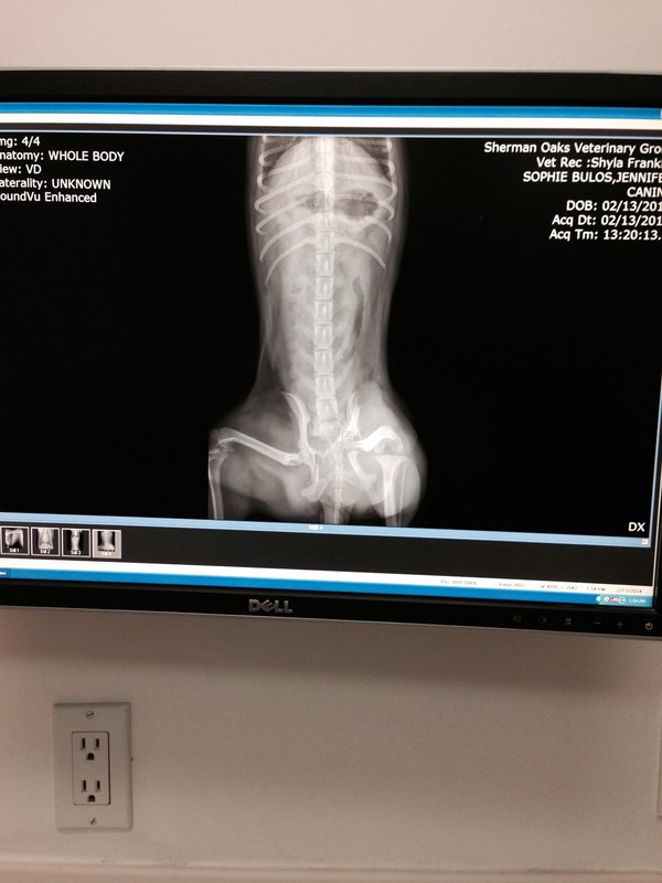 As you can see on her X-ray pic on her left leg by the pelvis the bone is shattered.