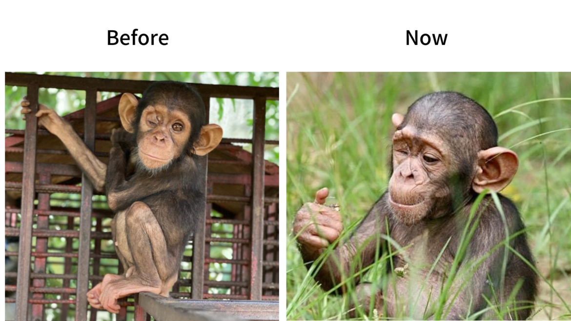 Chimp Zeze, rescued by Wild at Life