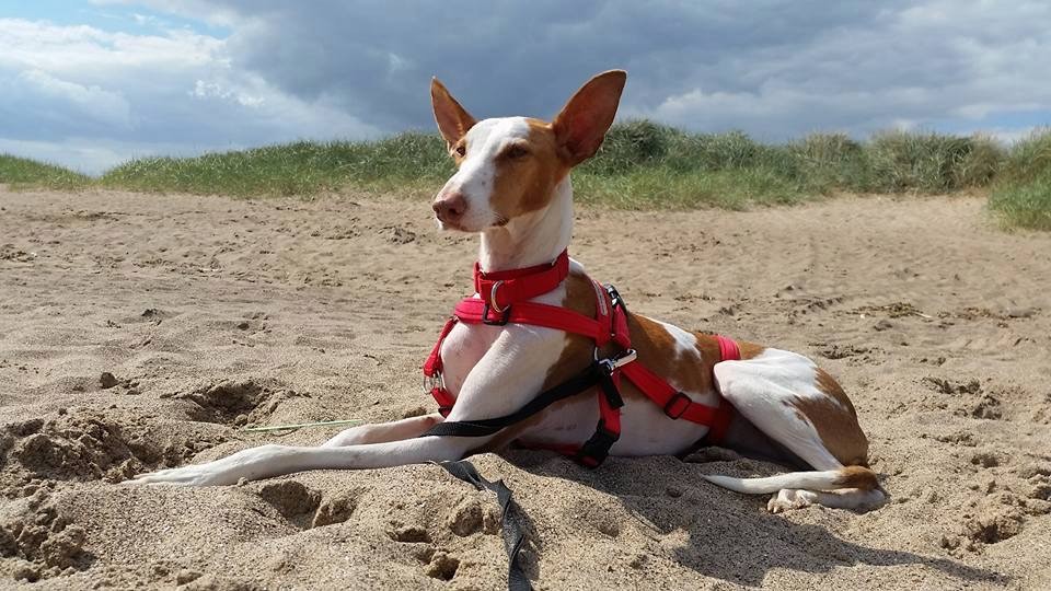 Rescued Podenco in the sunshine