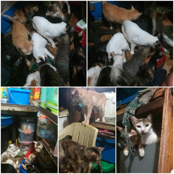 Luzviminda Anne Santos Morales, Animal Rescue PH