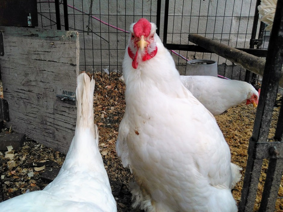 Snow White and her special-needs friends  need a ground-level coop  since their perching ability is limited!