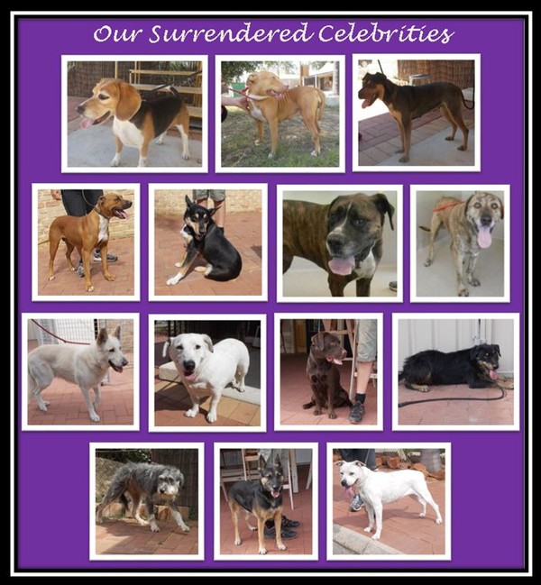 These 14 dogs have all been surrendered , 10 of them this week alone. The first 4 were surrendered many many weeks ago. All are in various stages of rehabilitation training or recovering from having had pups