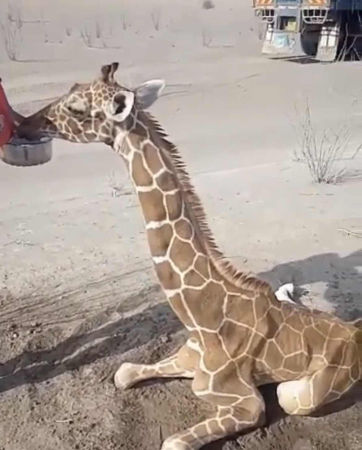 Water aid to juvenile giraffe