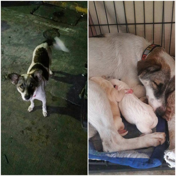 Luzviminda Anne Santos Morales, Animal Rescue PH